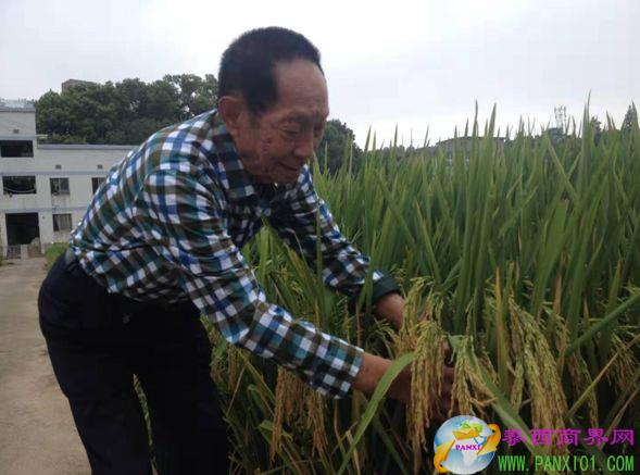 湖南杂交水稻研究中心研究员 辛业芸 图