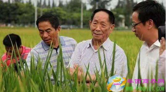 湖南杂交水稻研究中心研究员杨耀松提供
