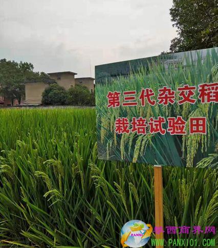 杂交水稻国家重点实验室研究员李新奇提供
